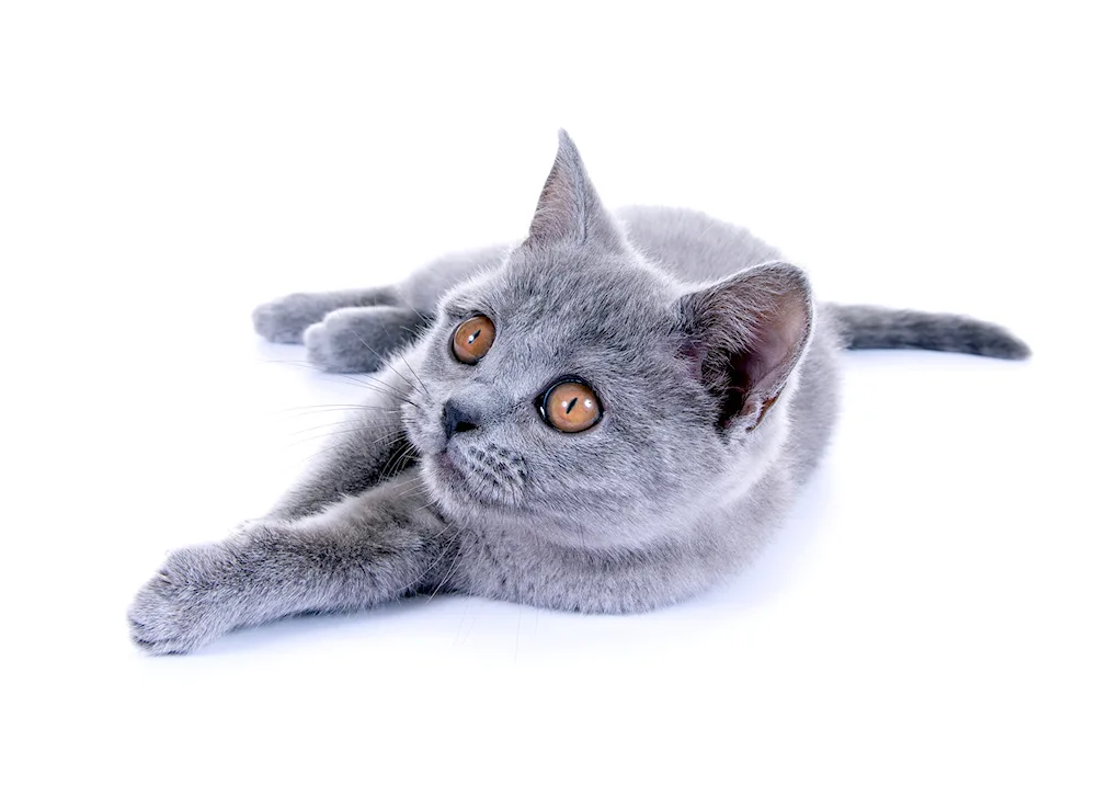 Siberian shorthair cat