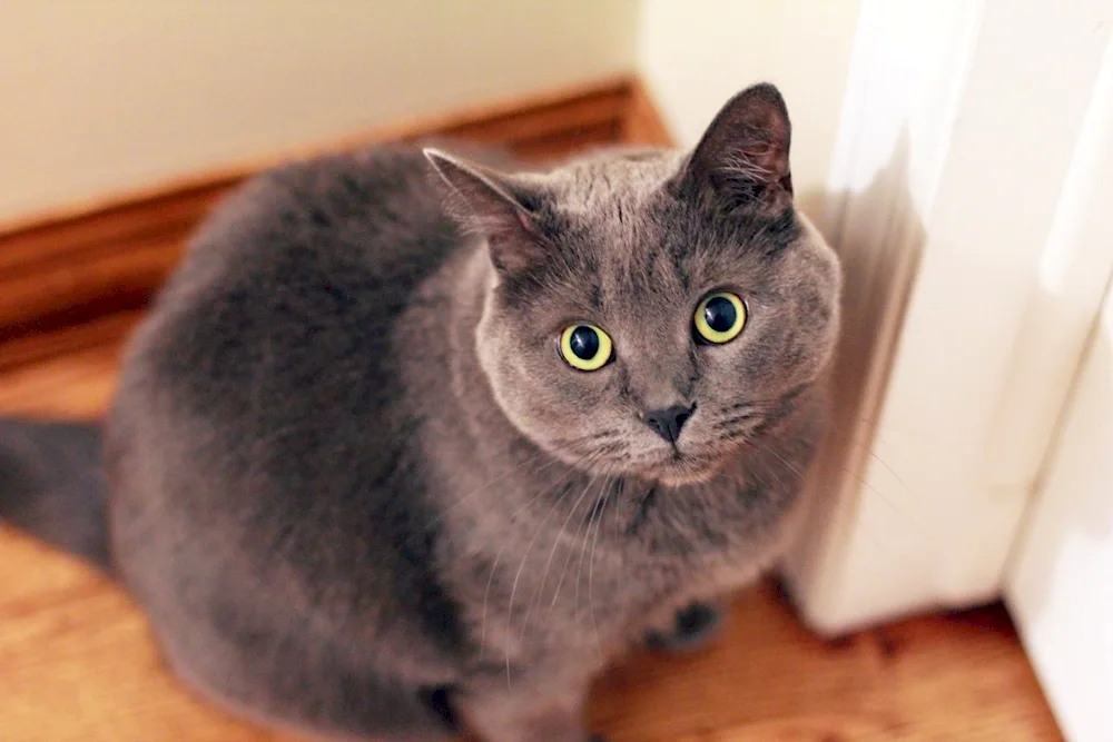 Russian blue cat