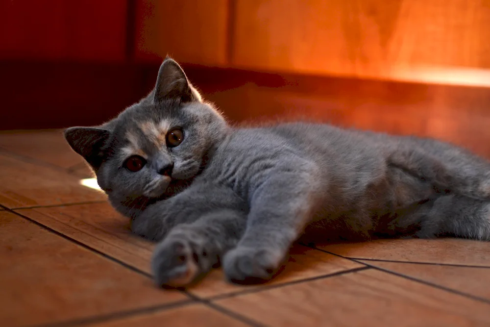 British Shorthair Cat Black