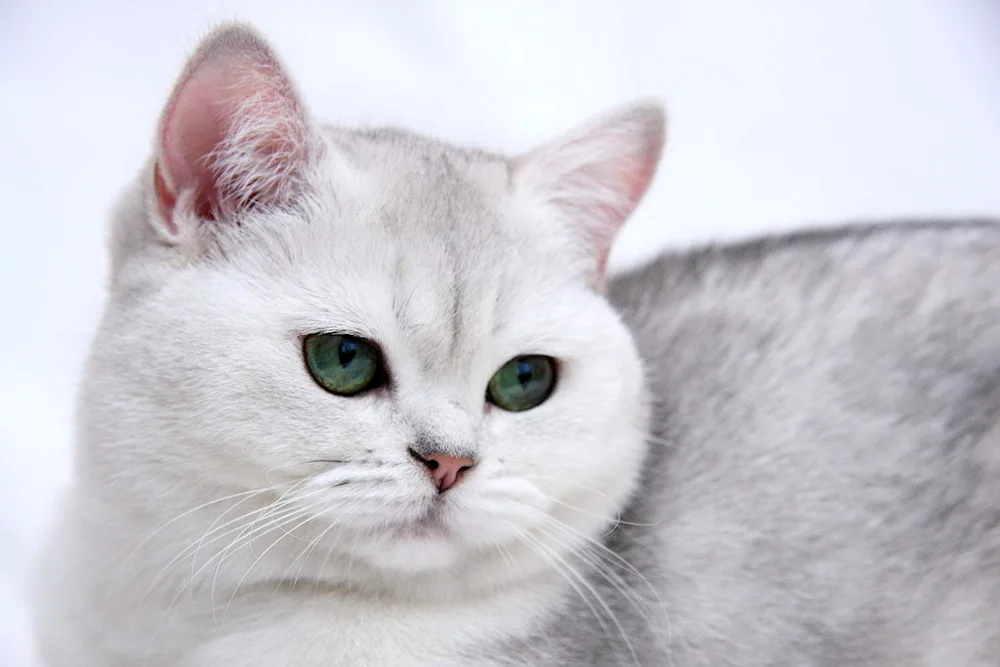 British silver tic chinchilla cat