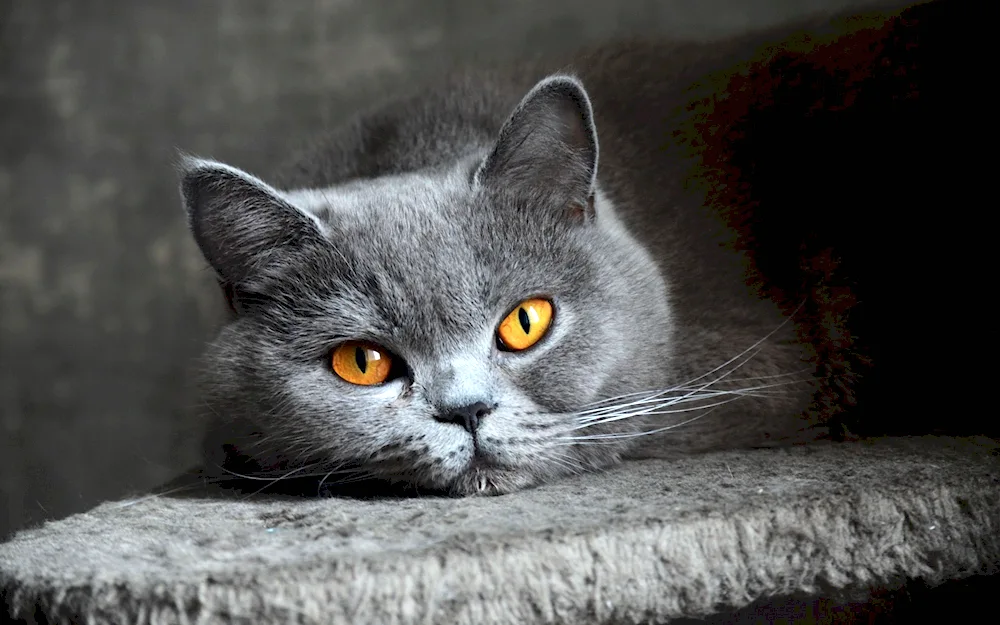 British shorthair cat