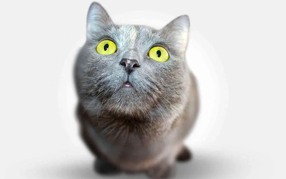 British shorthair cat