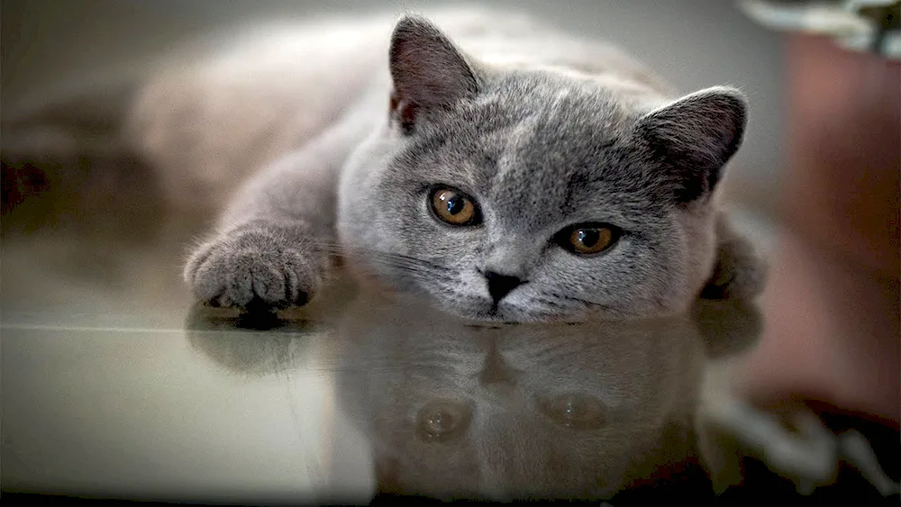 British shorthair cat