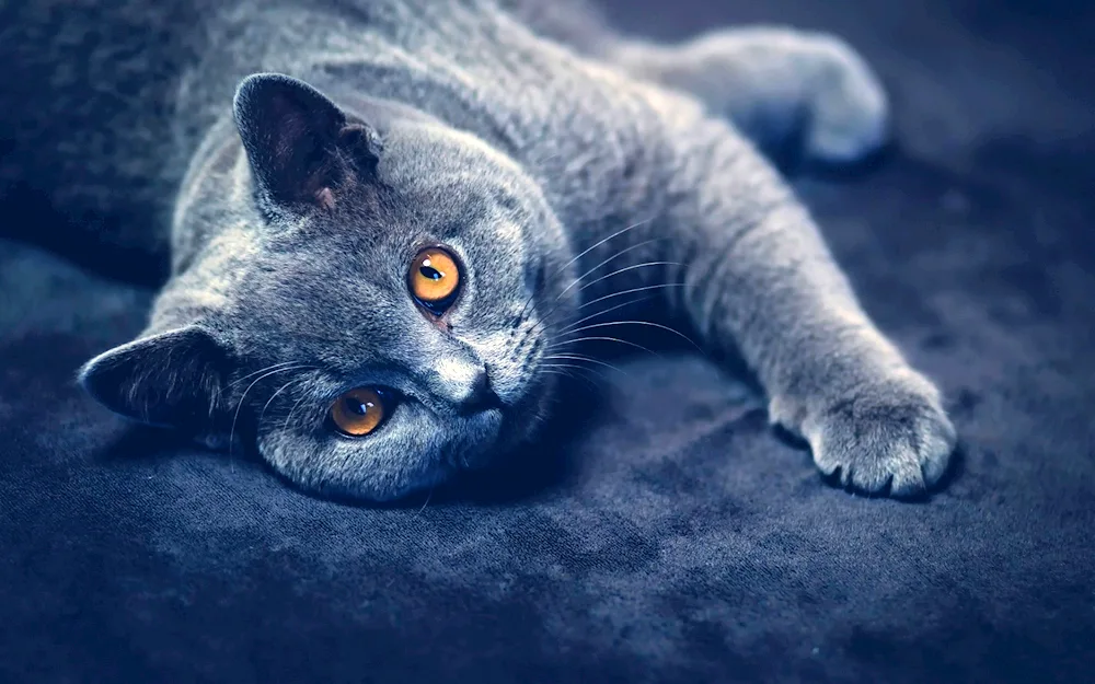 British Shorthair cat