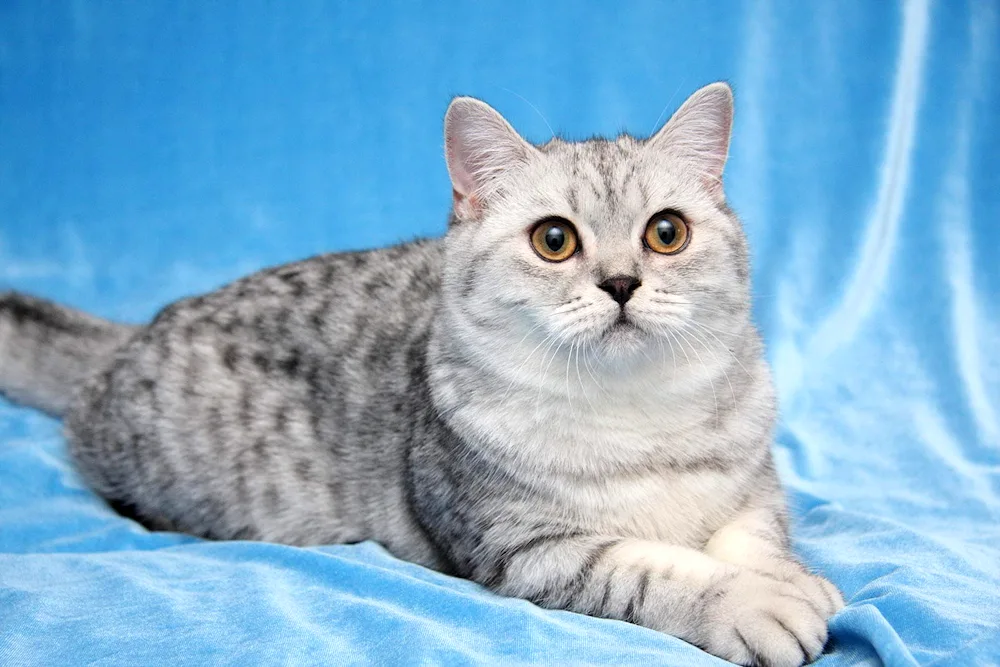 British Shorthair tabby cat