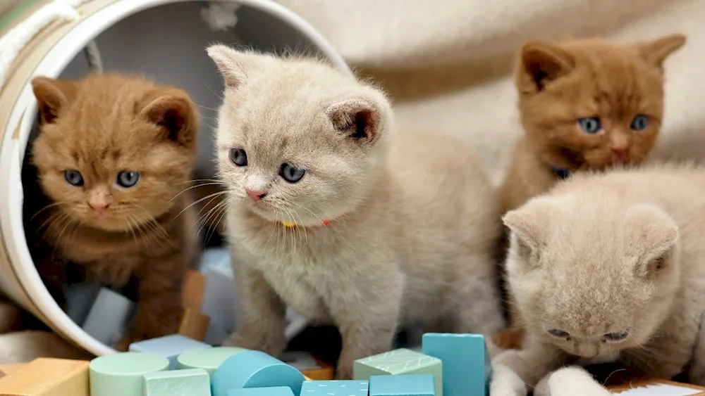 British Shorthair cat