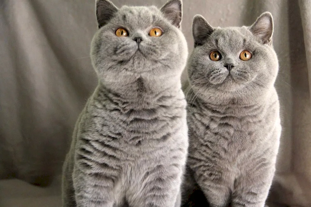 British Shorthair cat