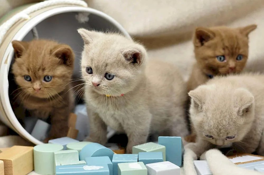 British cat Shorthair cat