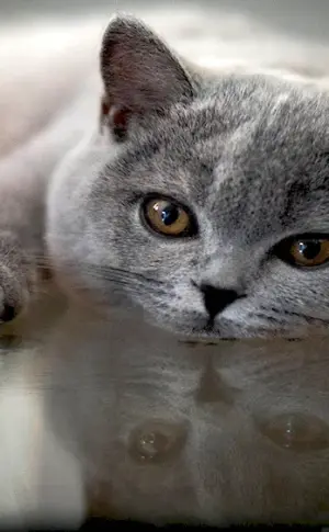 British shorthair cat