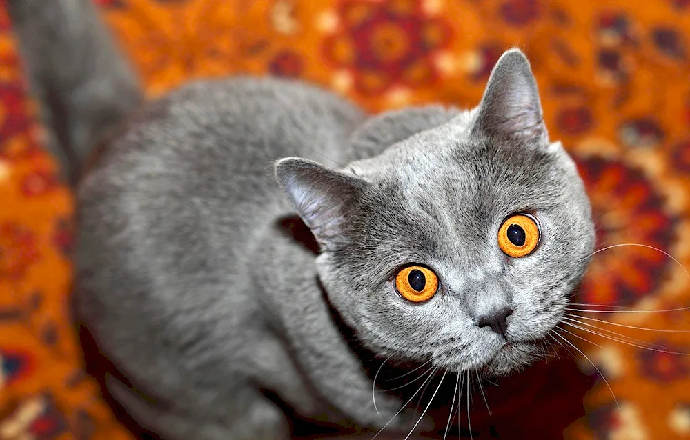 British Shorthair cat