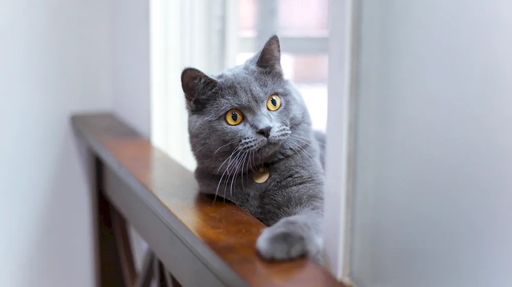 British shorthair cat