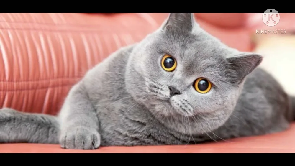 British shorthair cat. black