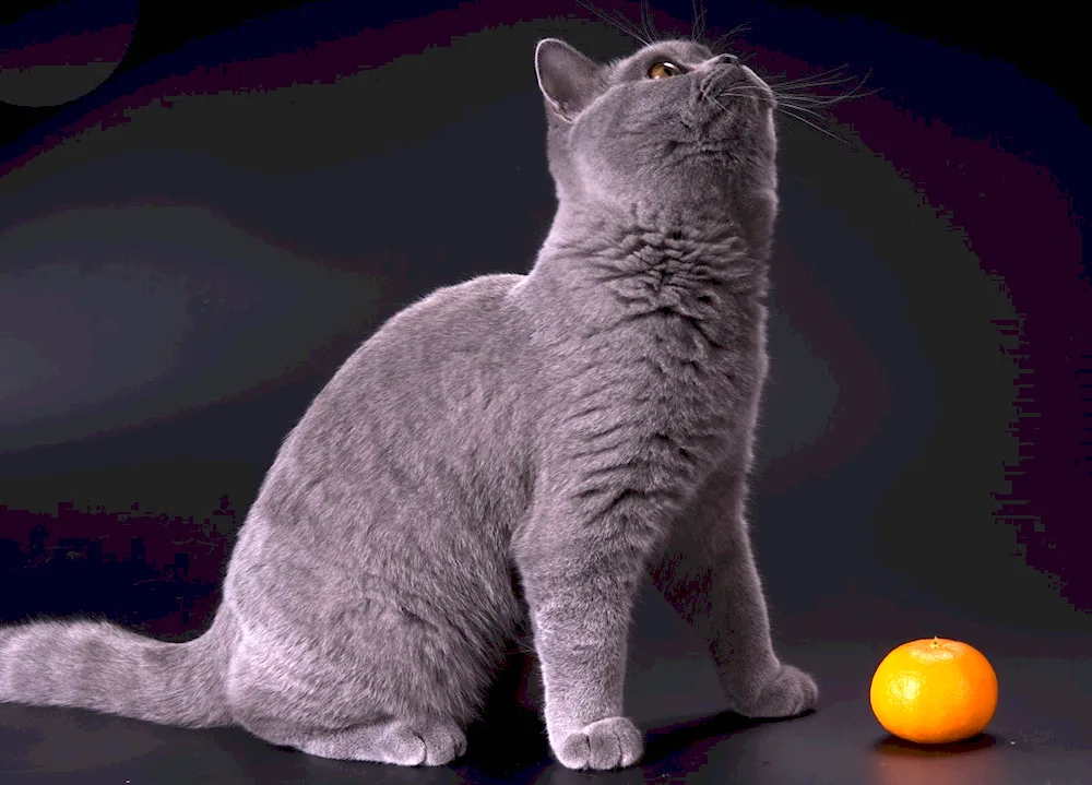 British shorthair cat