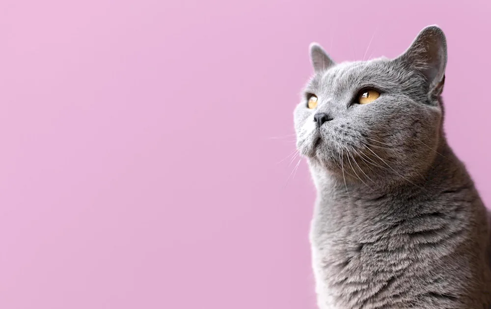 British shorthair cat