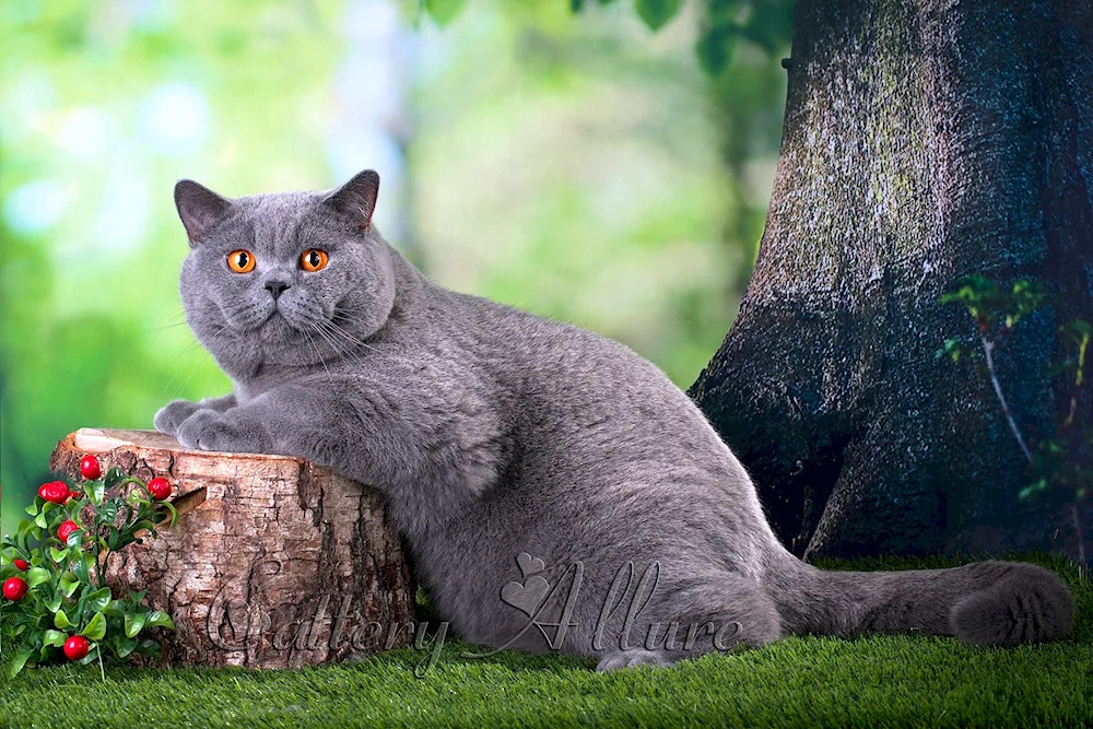 British shorthair cat