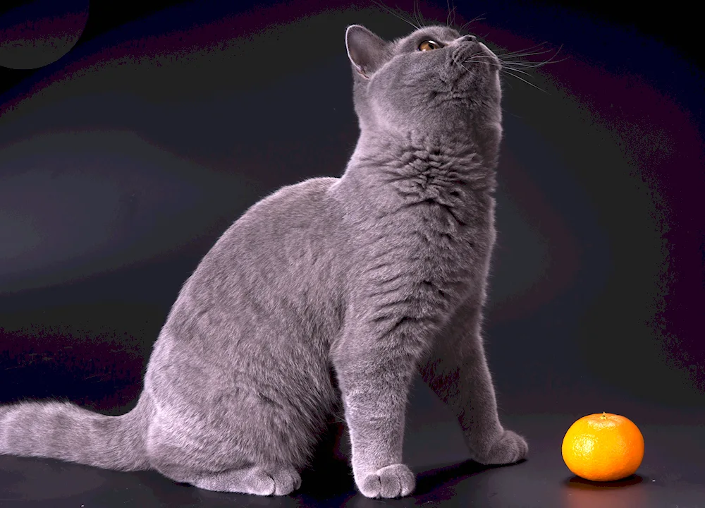 British shorthair cat