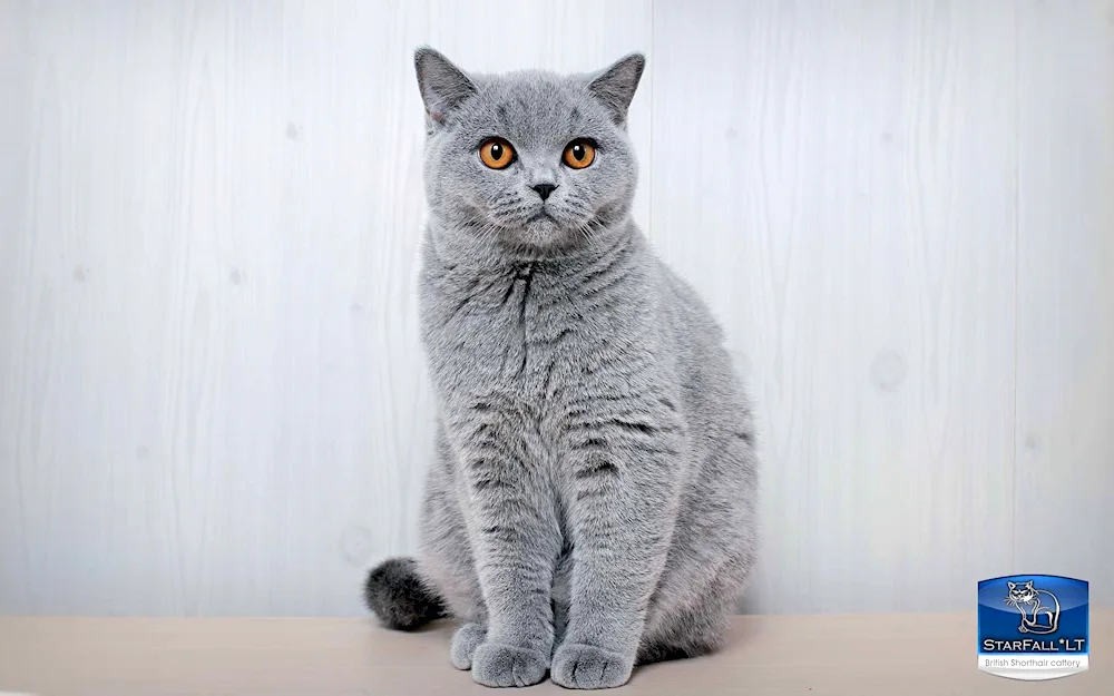 British Shorthair cat