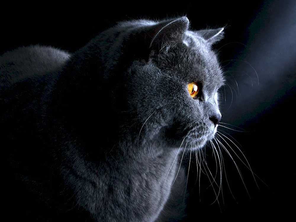 British shorthair cat chartreuse