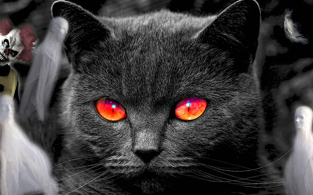 British Shorthair cat black
