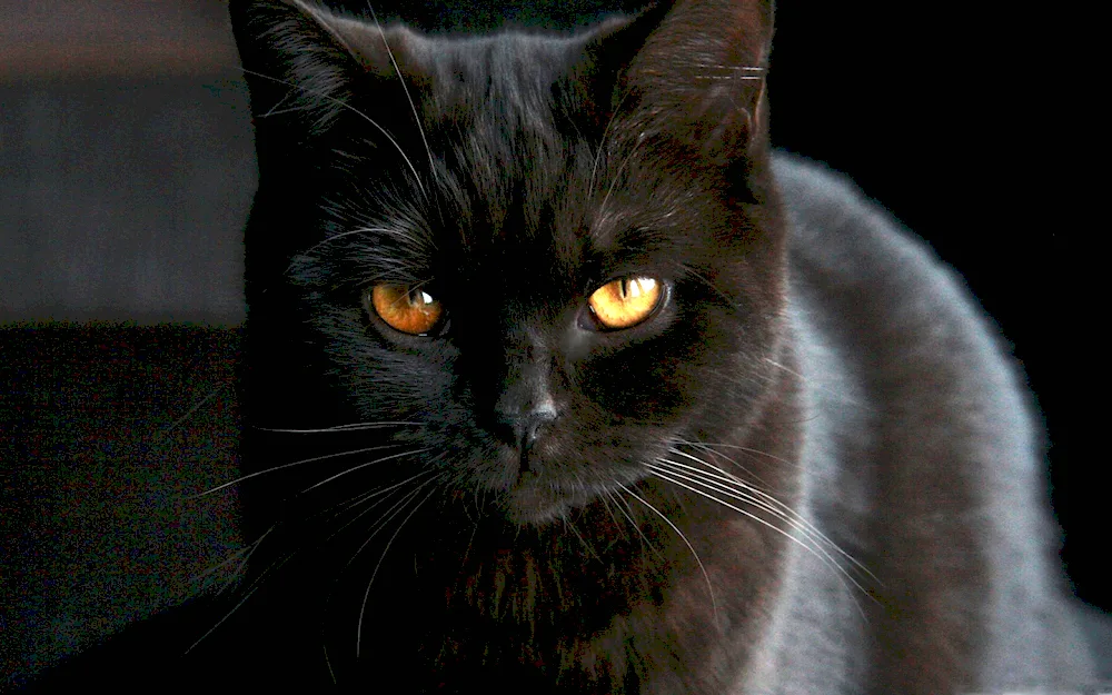 British chocolate shorthair cat