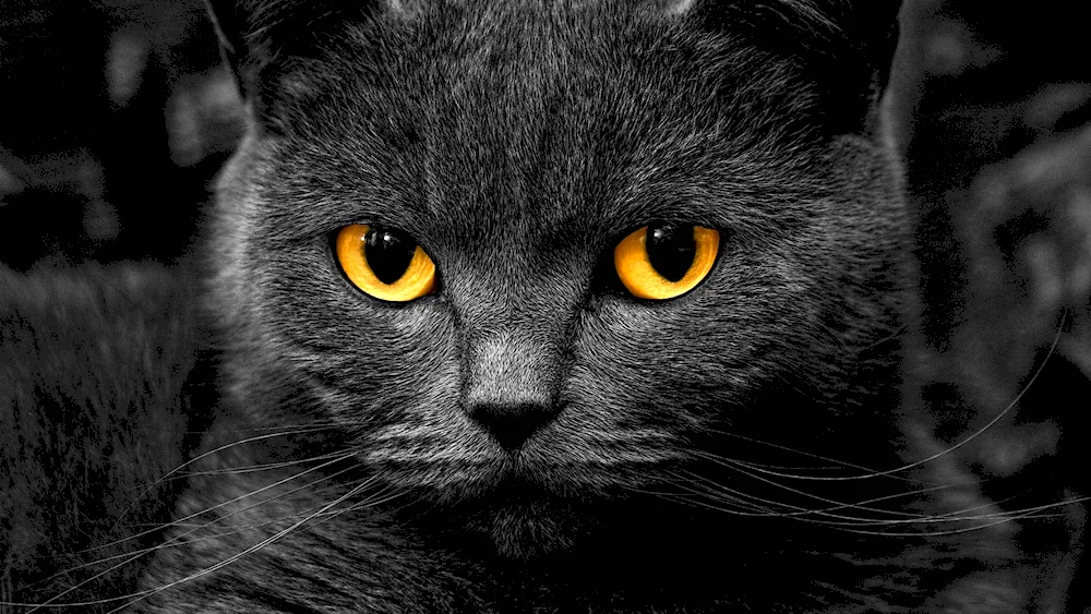 British shorthair cat black