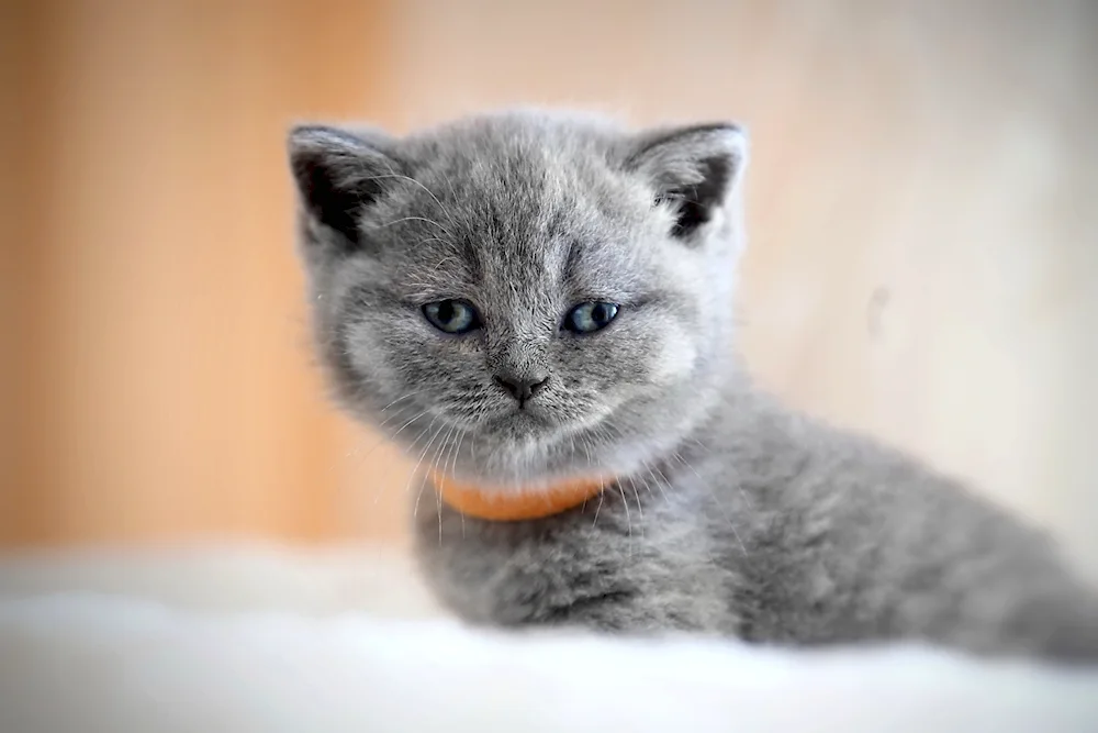 British shorthair cat kittens