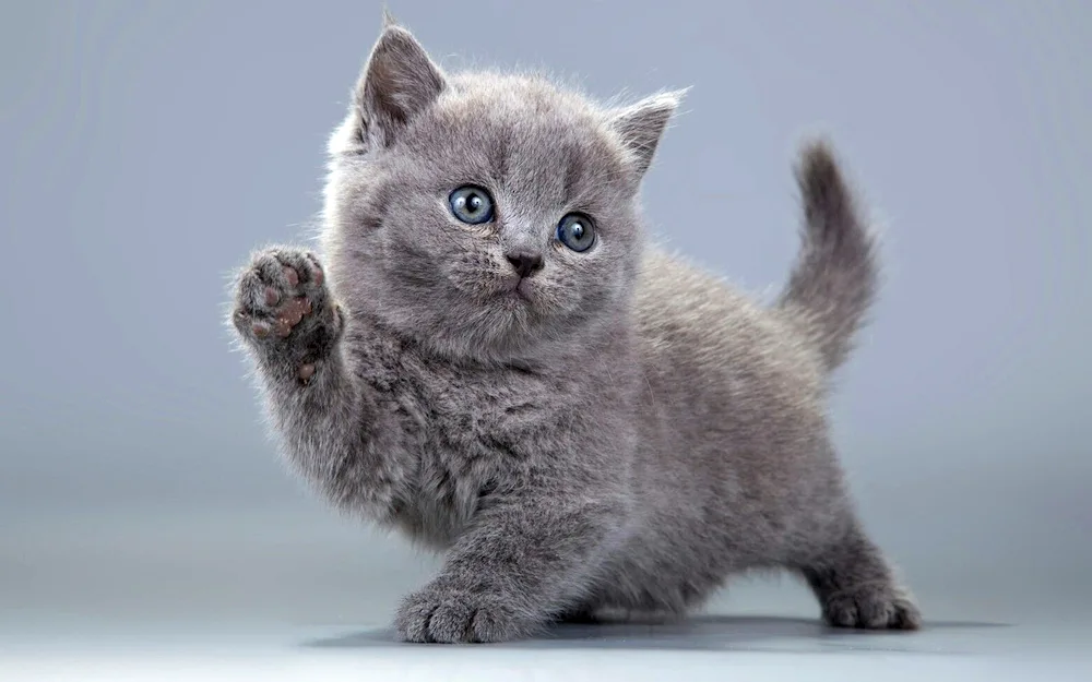 Grey kitten