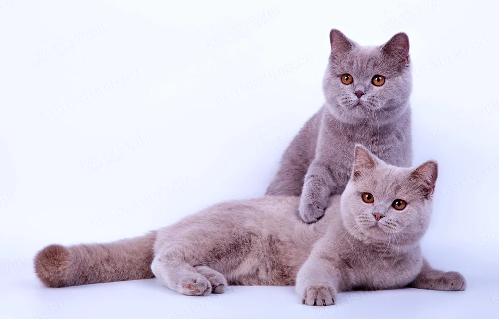 British shorthair cat lilac