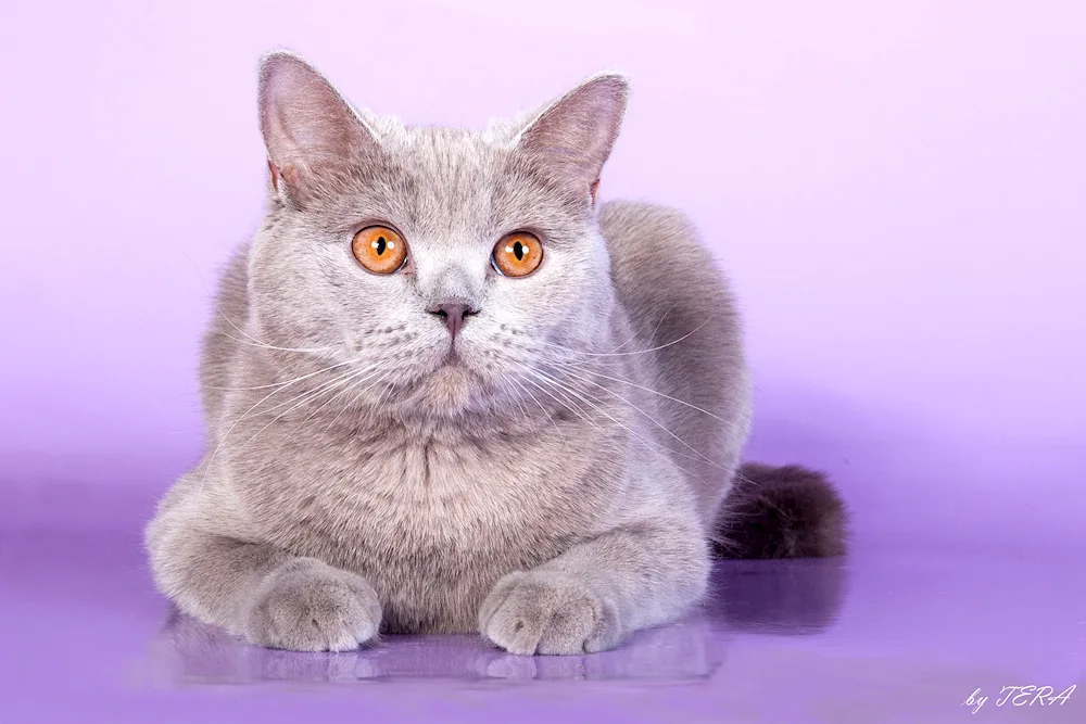 British shorthair cat purple