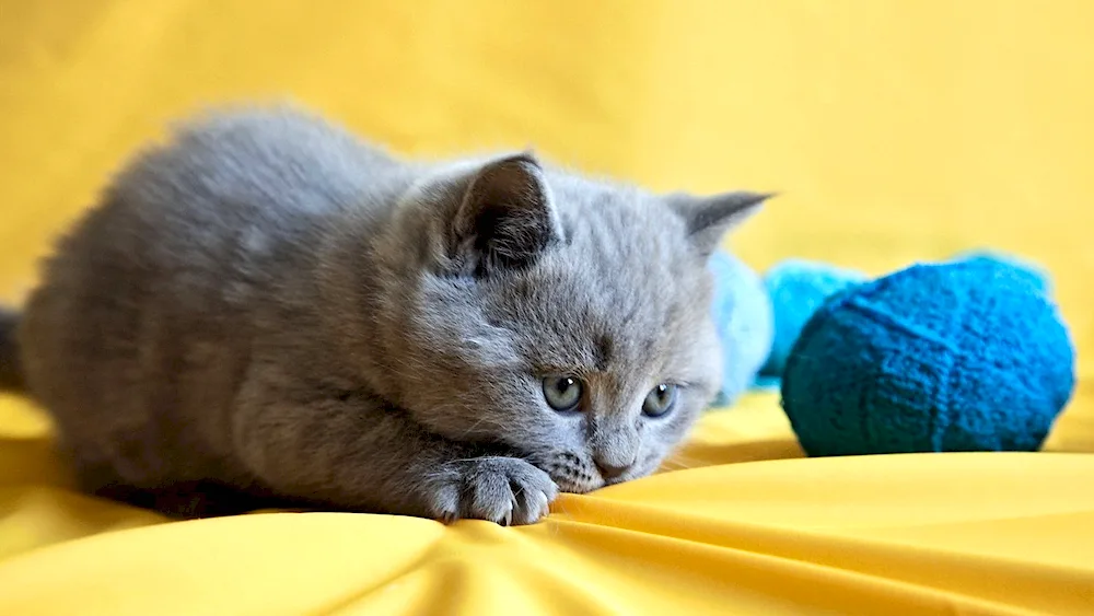 British blue kittens