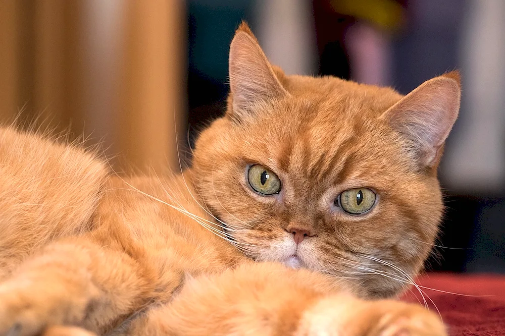 British Shorthair cat red