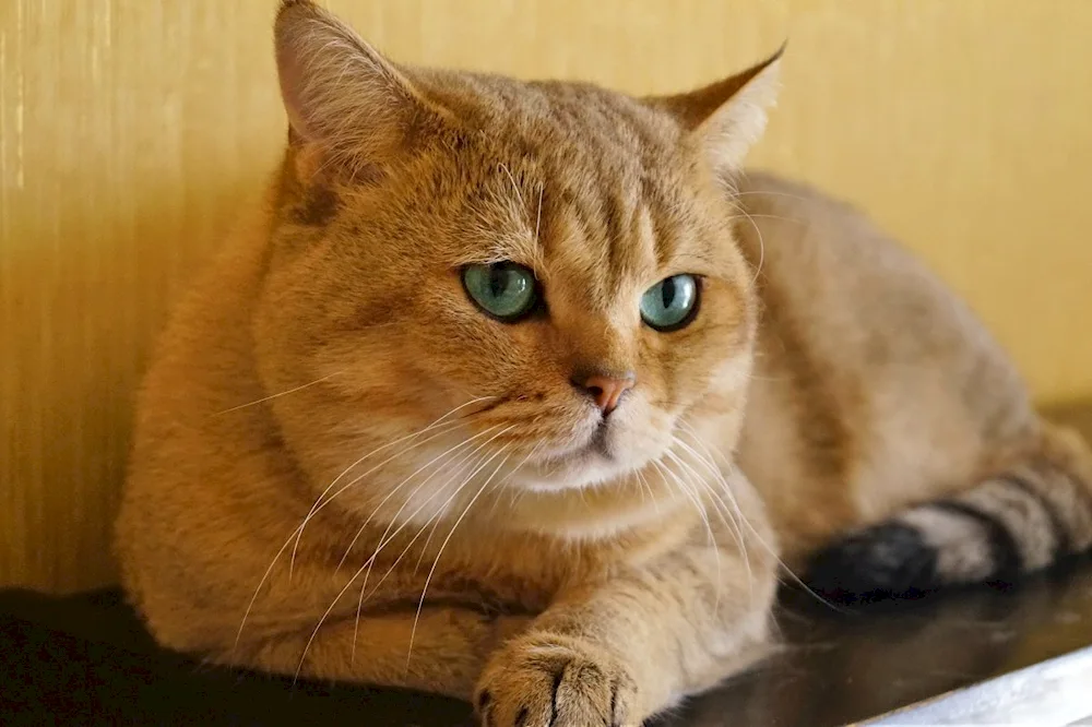 British Shorthair cat Ginger