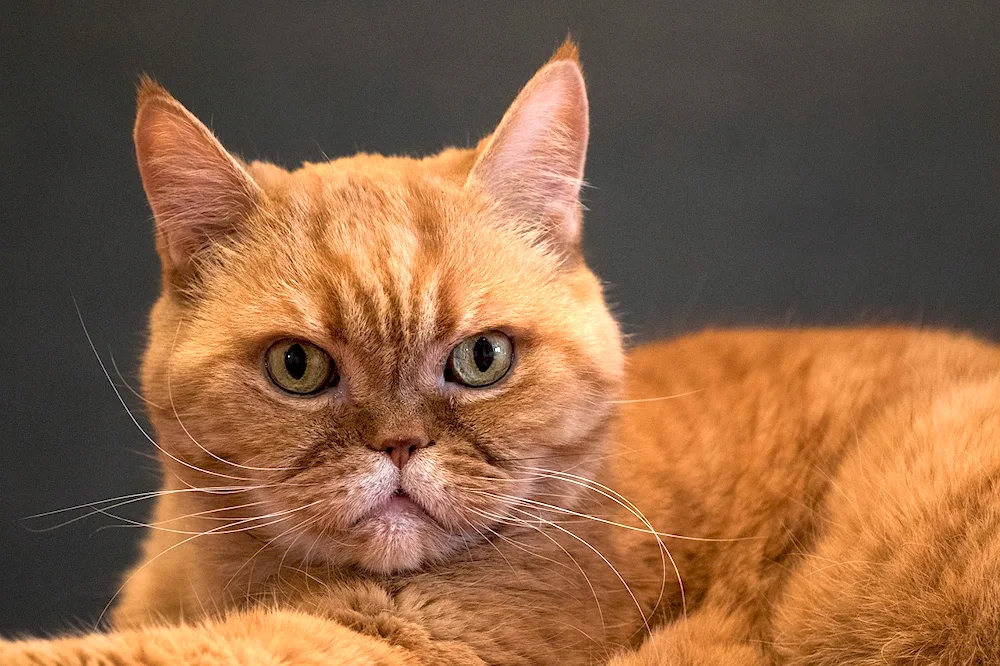 British Shorthair cat ginger