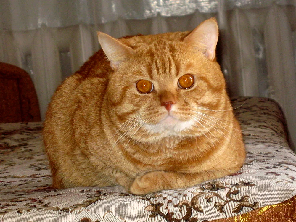 Red Marbled Tabby