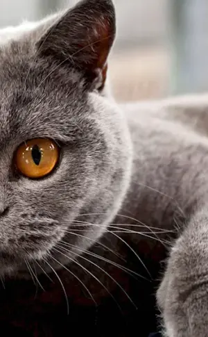 British shorthair cat chartreuse