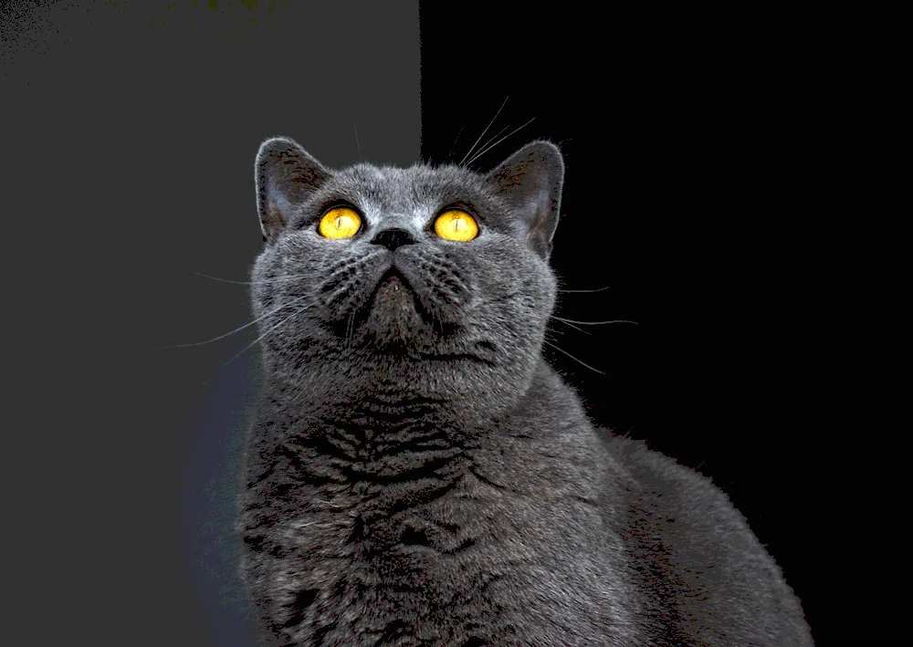 British shorthair cat chartreuse