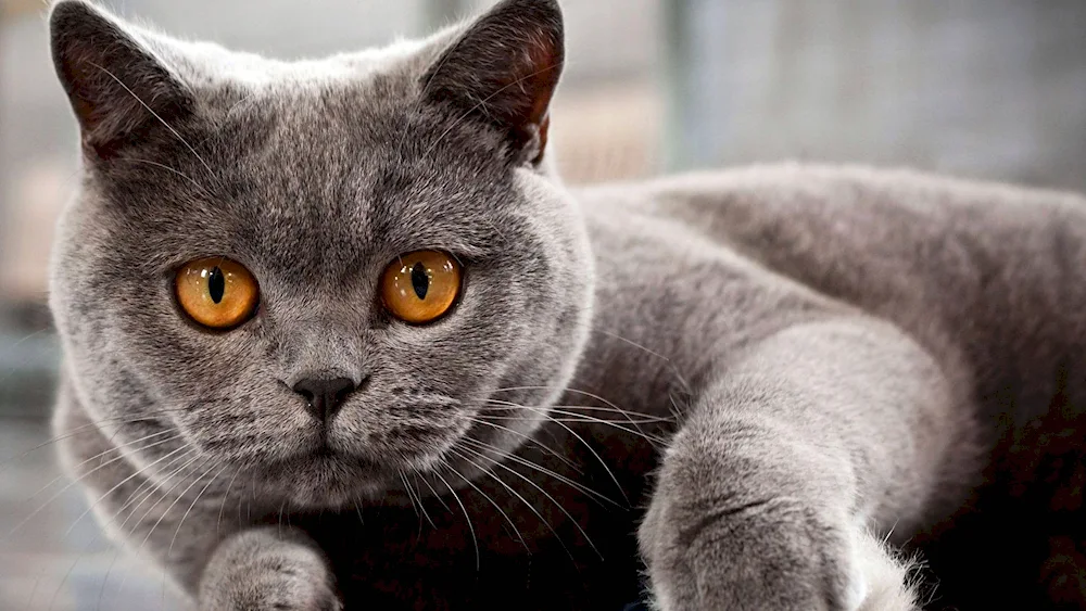 British shorthair cat chartreuse