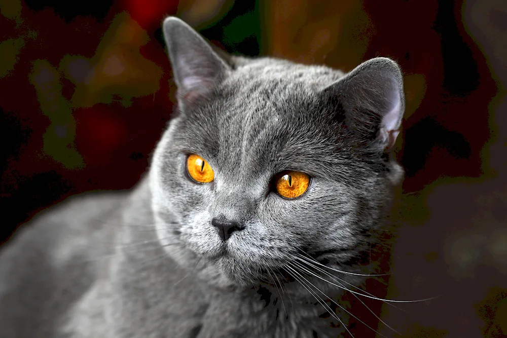 British shorthair cat chartreuse