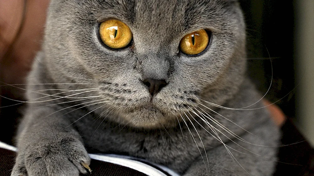 Scottish lop cat striped