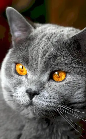 British shorthair cat chartreuse