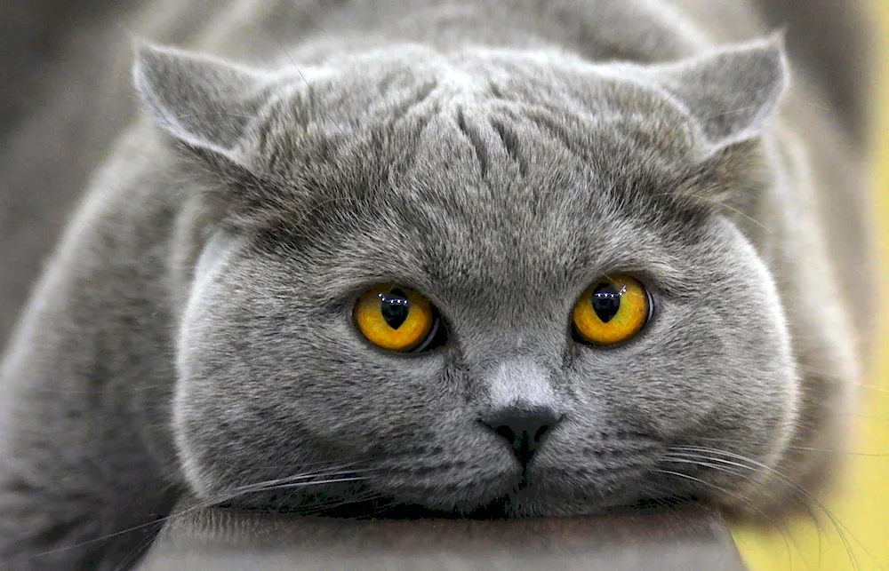 British shorthair cat