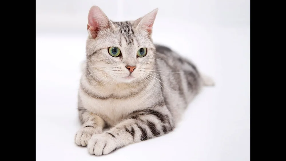 British shorthair tabby cat