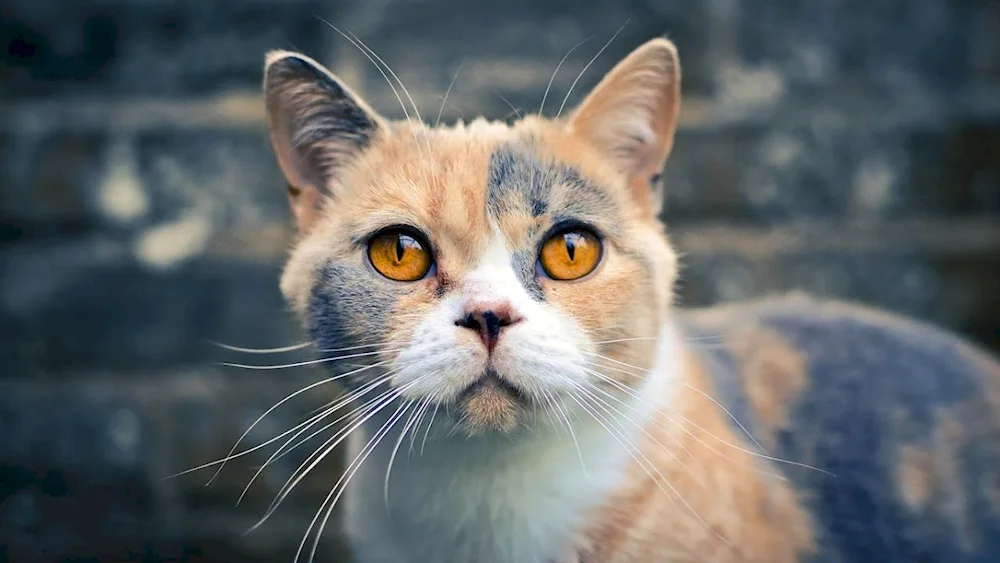 Cat on yellow background