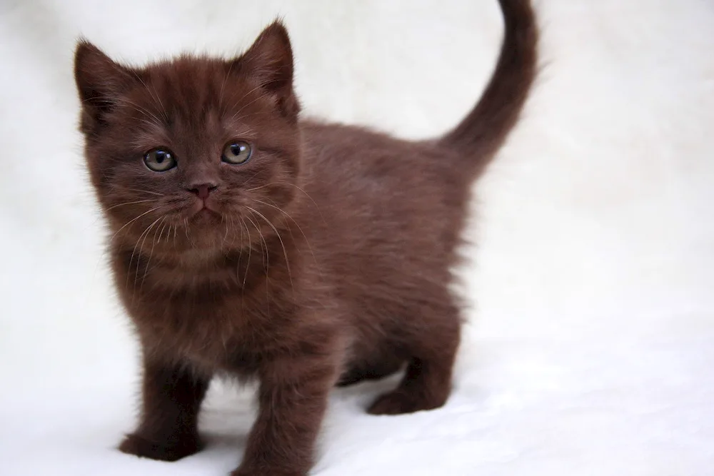 British shorthair cinnamon cat