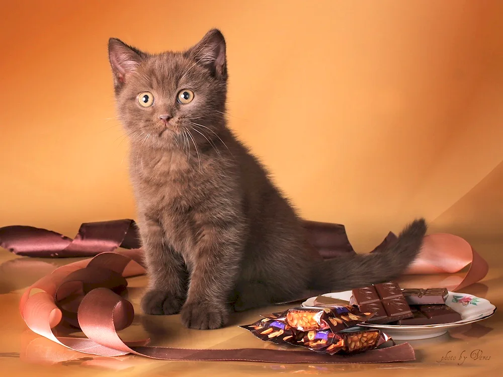 British Shorthair Cinnamon cat