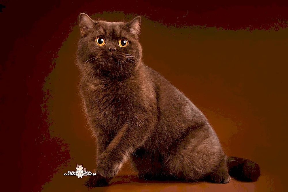 Burmese cat breed