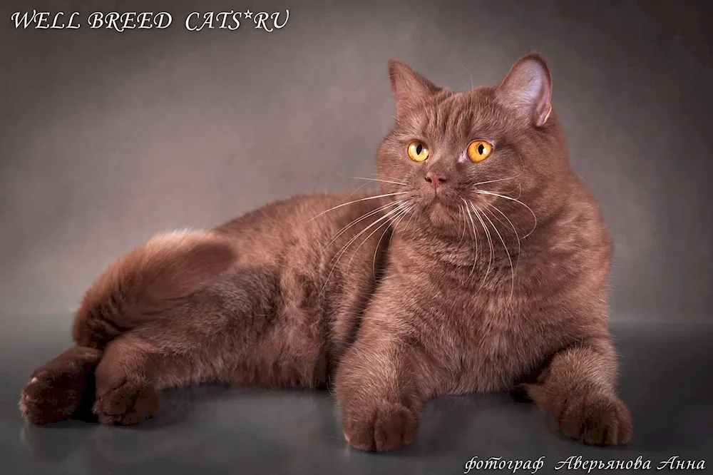 British Shorthair Cinnamon