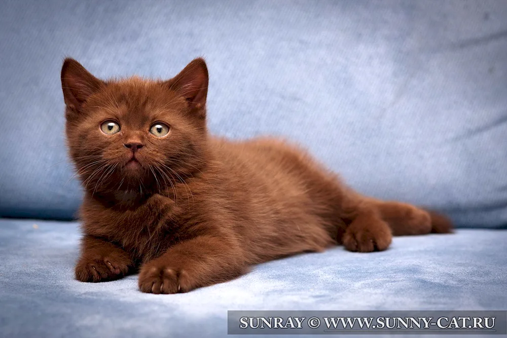 British shorthair cinnamon cat