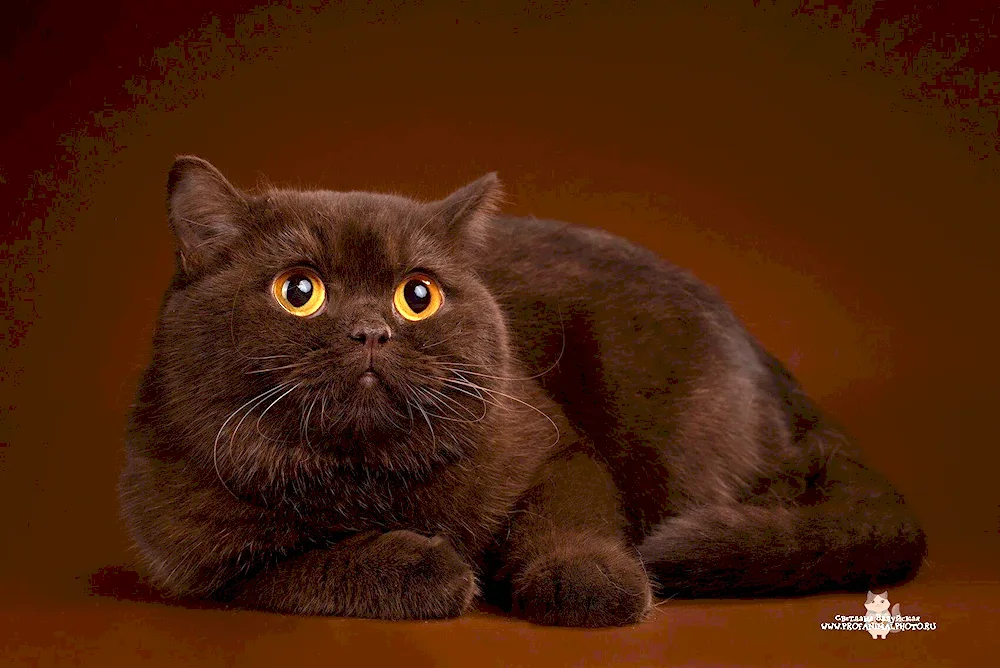 British Shorthair Cinnamon