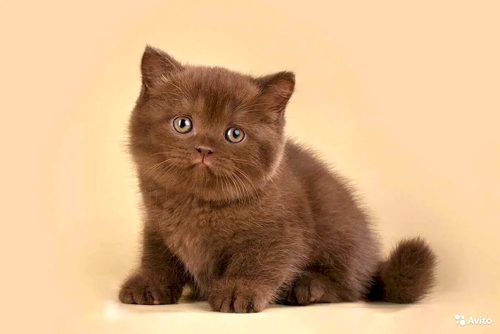 British shorthair cinnamon